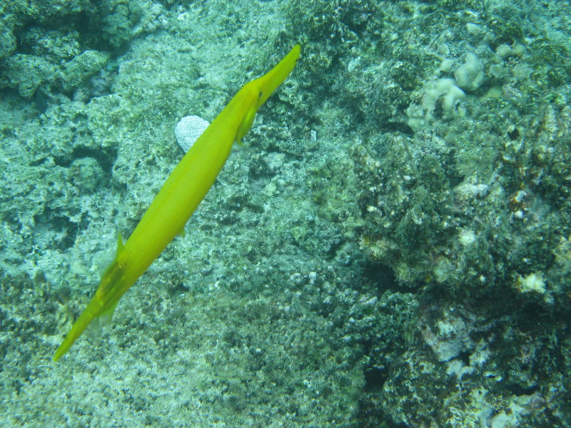 Fiji-Snorkeling-Underwater-Pictures-Amunuca-Resort-321