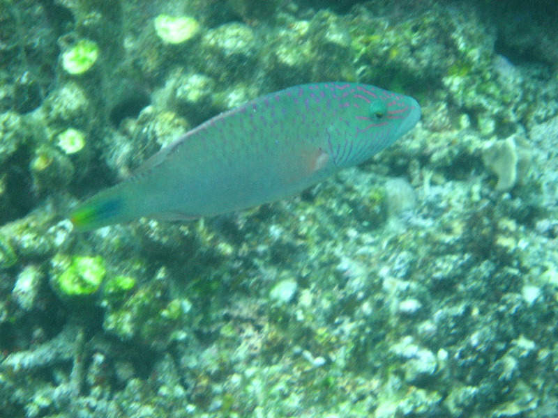 Fiji-Snorkeling-Underwater-Pictures-Amunuca-Resort-322