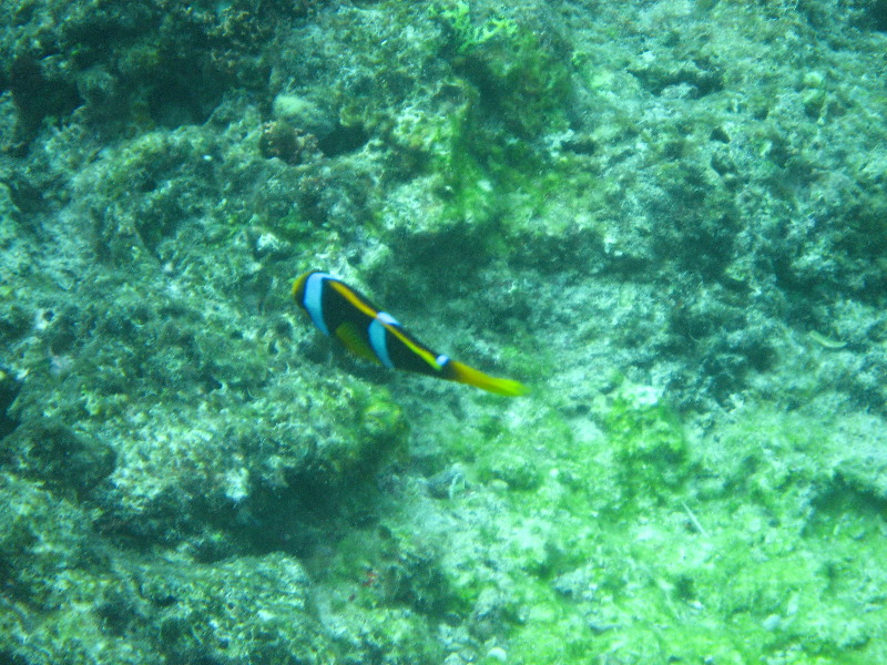 Fiji-Snorkeling-Underwater-Pictures-Amunuca-Resort-324