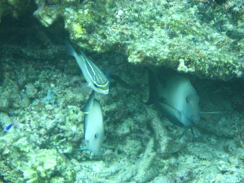 Fiji-Snorkeling-Underwater-Pictures-Amunuca-Resort-326