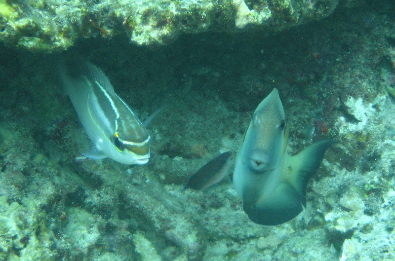 Fiji-Snorkeling-Underwater-Pictures-Amunuca-Resort-331