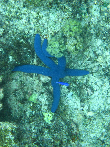 Fiji-Snorkeling-Underwater-Pictures-Amunuca-Resort-332