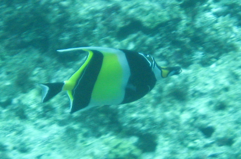 Fiji-Snorkeling-Underwater-Pictures-Amunuca-Resort-335