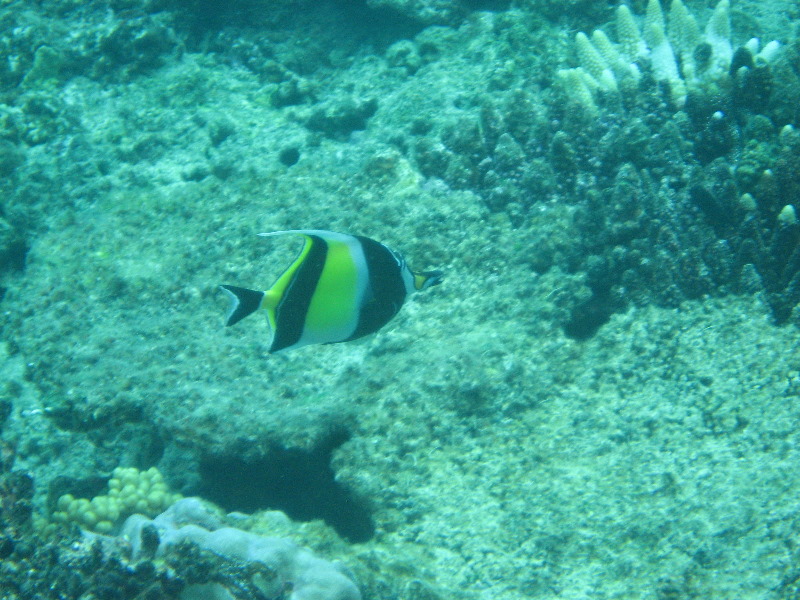 Fiji-Snorkeling-Underwater-Pictures-Amunuca-Resort-336