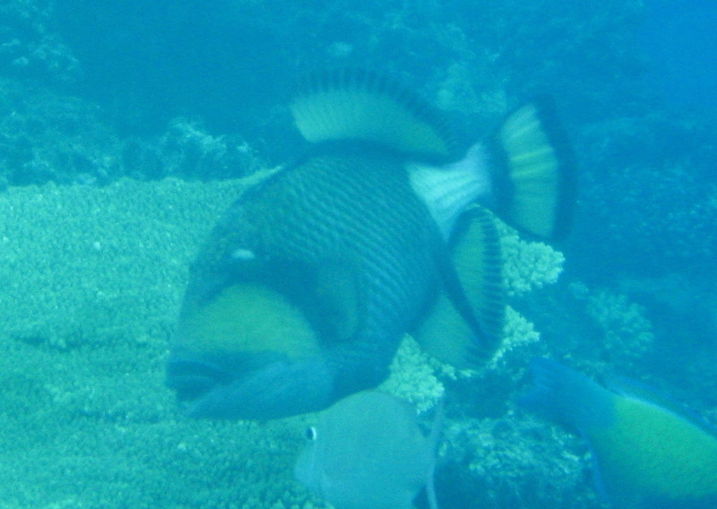 Fiji-Snorkeling-Underwater-Pictures-Amunuca-Resort-340