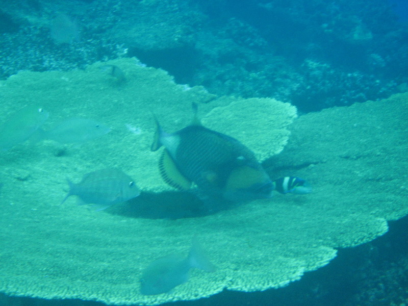 Fiji-Snorkeling-Underwater-Pictures-Amunuca-Resort-341