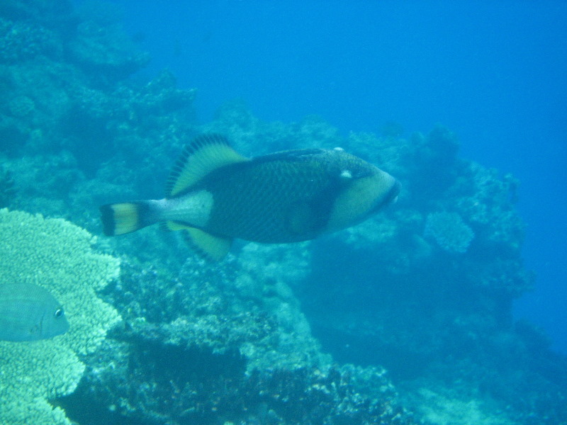 Fiji-Snorkeling-Underwater-Pictures-Amunuca-Resort-344