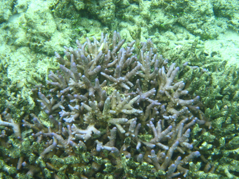 Fiji-Snorkeling-Underwater-Pictures-Amunuca-Resort-350