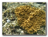 Fiji-Snorkeling-Underwater-Pictures-Amunuca-Resort-105