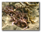 Fiji-Snorkeling-Underwater-Pictures-Amunuca-Resort-109