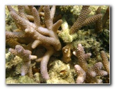 Fiji-Snorkeling-Underwater-Pictures-Amunuca-Resort-110