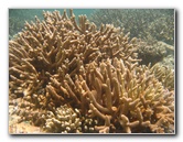 Fiji-Snorkeling-Underwater-Pictures-Amunuca-Resort-111