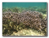 Fiji-Snorkeling-Underwater-Pictures-Amunuca-Resort-114