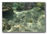 Fiji-Snorkeling-Underwater-Pictures-Amunuca-Resort-115