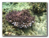 Fiji-Snorkeling-Underwater-Pictures-Amunuca-Resort-118