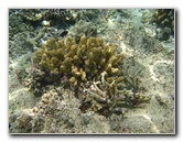 Fiji-Snorkeling-Underwater-Pictures-Amunuca-Resort-123