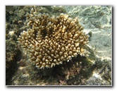 Fiji-Snorkeling-Underwater-Pictures-Amunuca-Resort-128