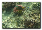 Fiji-Snorkeling-Underwater-Pictures-Amunuca-Resort-132
