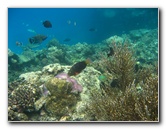 Fiji-Snorkeling-Underwater-Pictures-Amunuca-Resort-136