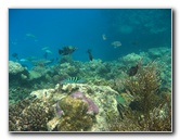 Fiji-Snorkeling-Underwater-Pictures-Amunuca-Resort-137