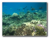 Fiji-Snorkeling-Underwater-Pictures-Amunuca-Resort-138