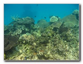 Fiji-Snorkeling-Underwater-Pictures-Amunuca-Resort-140