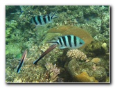 Fiji-Snorkeling-Underwater-Pictures-Amunuca-Resort-144