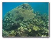 Fiji-Snorkeling-Underwater-Pictures-Amunuca-Resort-150