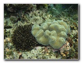 Fiji-Snorkeling-Underwater-Pictures-Amunuca-Resort-153