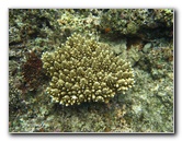 Fiji-Snorkeling-Underwater-Pictures-Amunuca-Resort-155