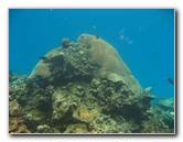 Fiji-Snorkeling-Underwater-Pictures-Amunuca-Resort-157