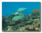 Fiji-Snorkeling-Underwater-Pictures-Amunuca-Resort-161