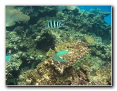 Fiji-Snorkeling-Underwater-Pictures-Amunuca-Resort-162