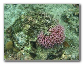 Fiji-Snorkeling-Underwater-Pictures-Amunuca-Resort-164