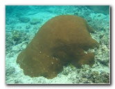 Fiji-Snorkeling-Underwater-Pictures-Amunuca-Resort-165