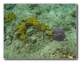 Fiji-Snorkeling-Underwater-Pictures-Amunuca-Resort-166