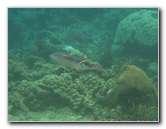 Fiji-Snorkeling-Underwater-Pictures-Amunuca-Resort-168