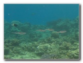 Fiji-Snorkeling-Underwater-Pictures-Amunuca-Resort-169