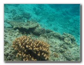 Fiji-Snorkeling-Underwater-Pictures-Amunuca-Resort-171