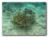 Fiji-Snorkeling-Underwater-Pictures-Amunuca-Resort-172