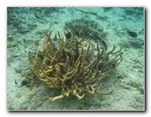 Fiji-Snorkeling-Underwater-Pictures-Amunuca-Resort-173