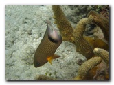 Fiji-Snorkeling-Underwater-Pictures-Amunuca-Resort-174
