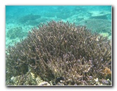 Fiji-Snorkeling-Underwater-Pictures-Amunuca-Resort-176