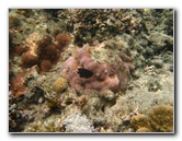 Fiji-Snorkeling-Underwater-Pictures-Amunuca-Resort-178