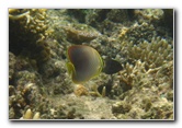 Fiji-Snorkeling-Underwater-Pictures-Amunuca-Resort-179
