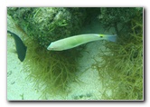 Fiji-Snorkeling-Underwater-Pictures-Amunuca-Resort-180