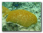 Fiji-Snorkeling-Underwater-Pictures-Amunuca-Resort-182