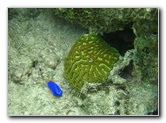 Fiji-Snorkeling-Underwater-Pictures-Amunuca-Resort-183