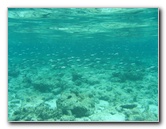Fiji-Snorkeling-Underwater-Pictures-Amunuca-Resort-185