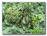 Fiji-Snorkeling-Underwater-Pictures-Amunuca-Resort-190